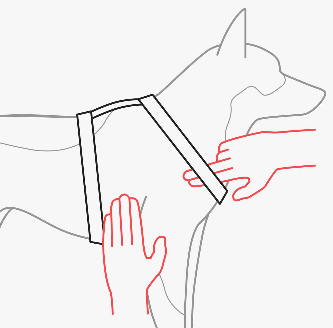 Человек проверяет, насколько плотно шлейка сидит, поместив два пальца руки между шлейкой и шеей собаки